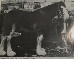 stallion Greendykes Pioneer (Clydesdale, 1984, from Glenord Landmark)