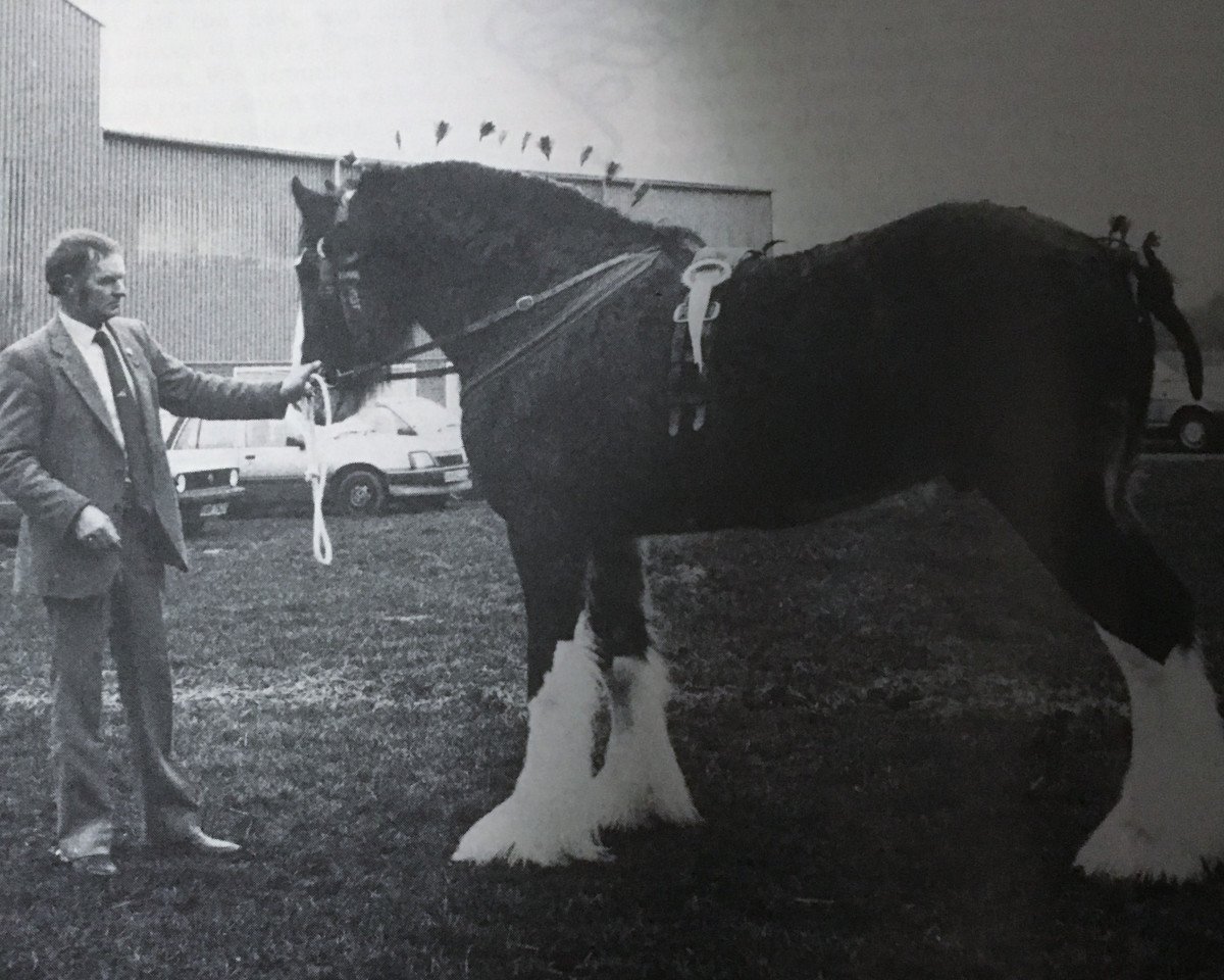 stallion Ayton Reflection (Clydesdale, 1983, from Ayton Perfection)