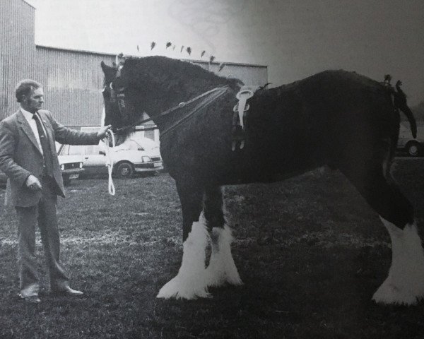 Deckhengst Ayton Reflection (Clydesdale, 1983, von Ayton Perfection)