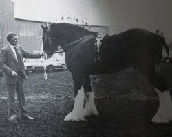 stallion Ayton Reflection (Clydesdale, 1983, from Ayton Perfection)