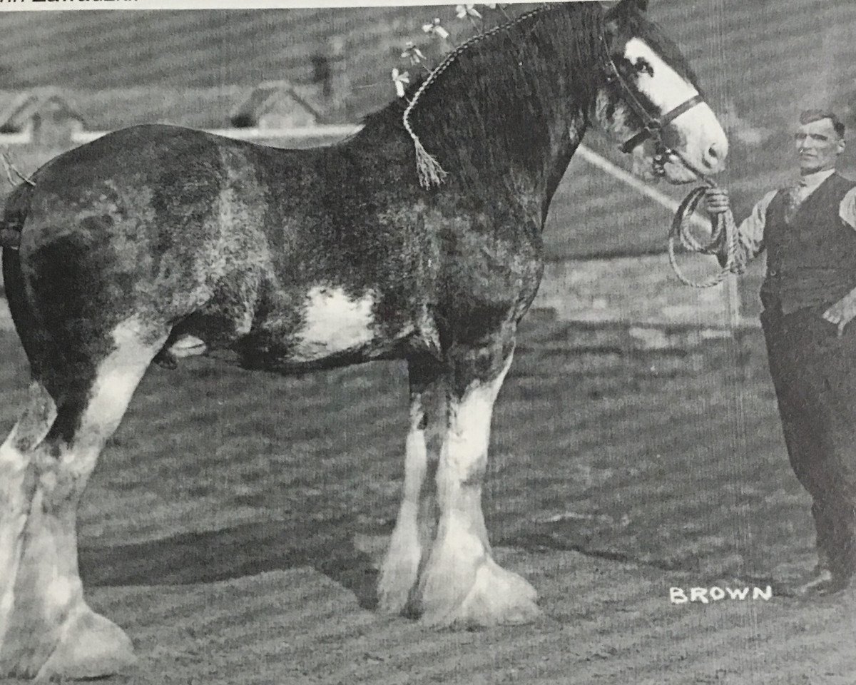 Deckhengst Craignethan Ideal (Clydesdale, 1934, von Benevolence)