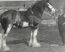 stallion Craignethan Ideal (Clydesdale, 1934, from Benevolence)