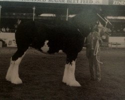 broodmare Fordelhill Flower of Scotland (Clydesdale,  , from Balwill Knockout)