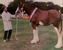 Zuchtstute Woodhouse Camilla (Clydesdale, 1995, von Greendykes Fiddler)