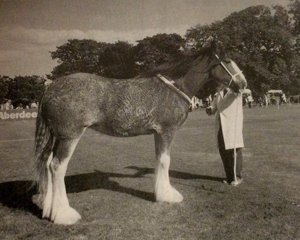 Zuchtstute Bankend Jane (Clydesdale, 1995, von Doura Sir Charles)
