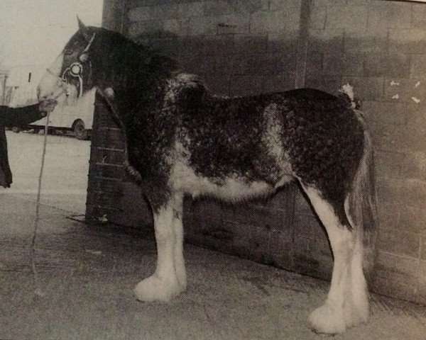 Zuchtstute Tulloes Snowflake (Clydesdale,  , von Torrs Trueform)