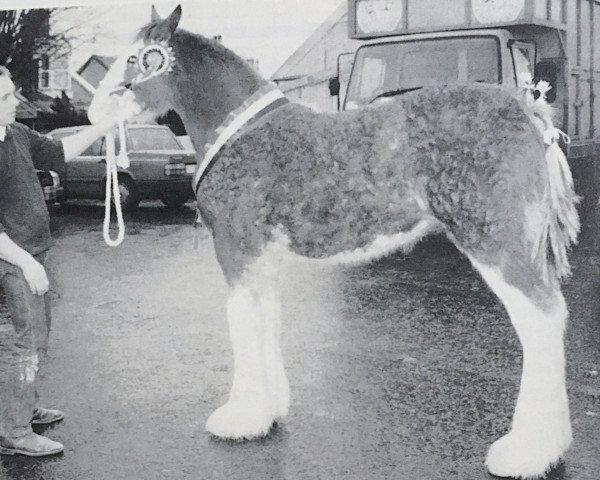 Zuchtstute Littleward Lucinda (Clydesdale, 1996, von Collessie Cut Above)