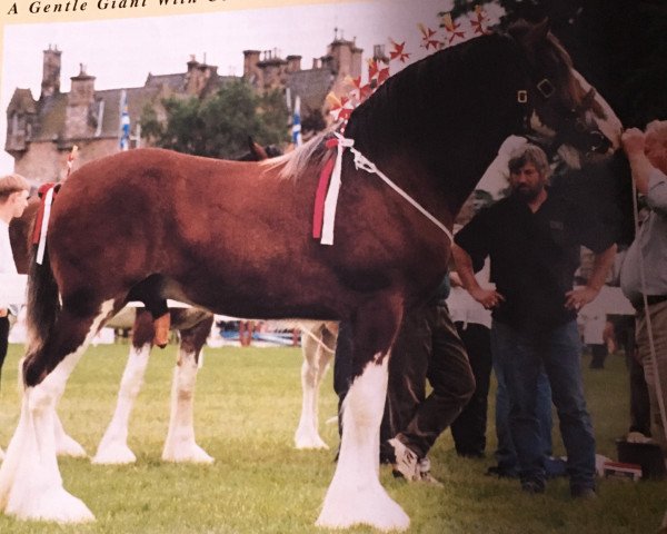 Deckhengst Carson's Double Diamond (Clydesdale, 1994, von Solomon's Colonel)