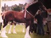 stallion Carson's Double Diamond (Clydesdale, 1994, from Solomon's Colonel)