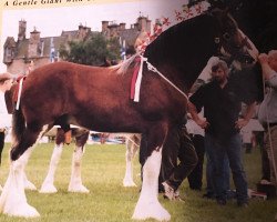 stallion Carson's Double Diamond (Clydesdale, 1994, from Solomon's Colonel)