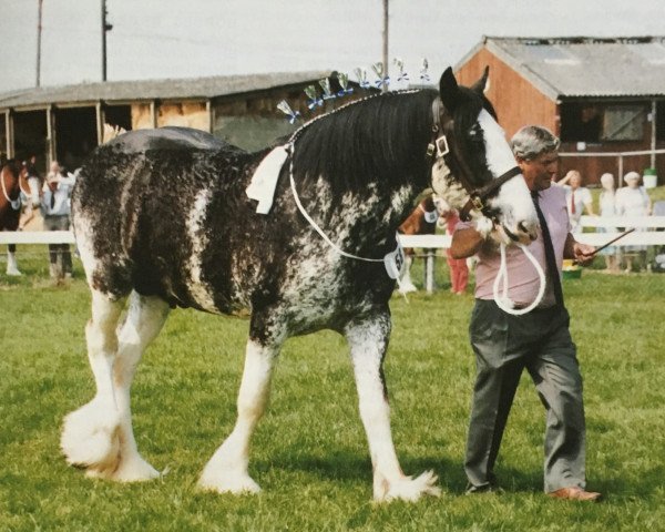 stallion Greendykes Footprint (Clydesdale, 1995, from Greendykes Inspiration)