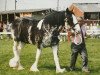 stallion Greendykes Footprint (Clydesdale, 1995, from Greendykes Inspiration)