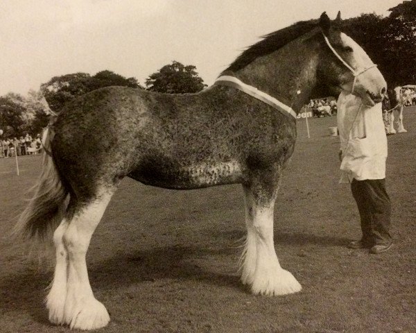 Zuchtstute Phesdo Snowflake (Clydesdale, 1995, von Doura Sir Charles)