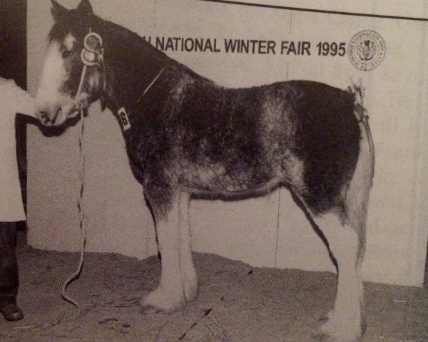 broodmare Phesdo Snowflake (Clydesdale, 1995, from Doura Sir Charles)