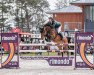 stallion Oak Grove's Commander Bond (Oldenburg show jumper, 2013, from Comme il Faut)