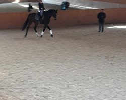 dressage horse Sir Philipp 2 (Oldenburg, 2007, from Sir Donnerhall I)