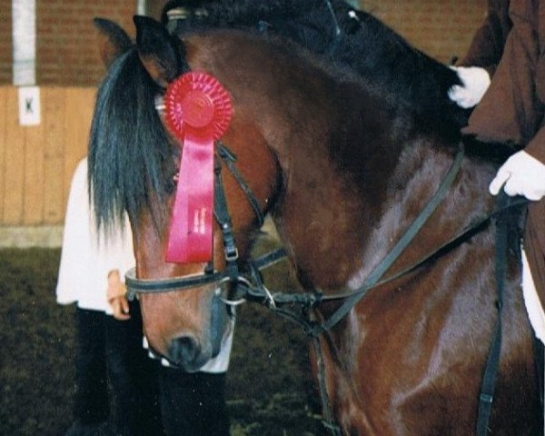 broodmare Wicky (German Riding Pony, 1983, from Duktus)