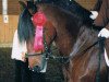 broodmare Wicky (German Riding Pony, 1983, from Duktus)