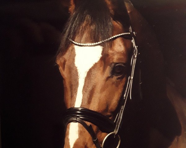 dressage horse Chicolino 23 (Hanoverian, 2009, from Christ)