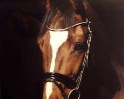 dressage horse Chicolino 23 (Hanoverian, 2009, from Christ)