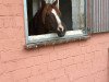 jumper Vincent B (New Forest Pony, 2007, from Veritas)