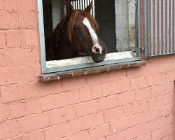 jumper Vincent B (New Forest Pony, 2007, from Veritas)