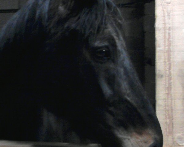 dressage horse Rico 571 (Hanoverian, 2001, from Rosentau)