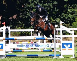 jumper Carlotta 313 (Oldenburg show jumper, 2013, from Cavall Ask)