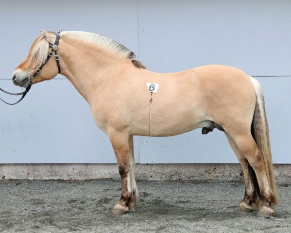 Pferd Hugo (Fjordpferd, 2012, von Torsetblakken)