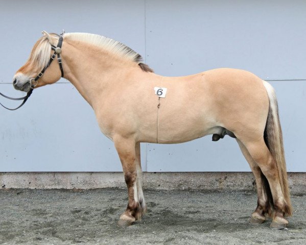 horse Hugo (Fjord Horse, 2012, from Torsetblakken)