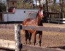 broodmare Florentine (Bavarian, 2004, from Rosso di Sera)