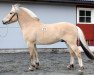 stallion Tallak Ask (Fjord Horse, 2013, from Ninjar D.773)