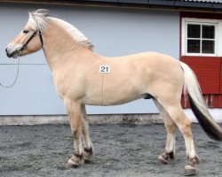 stallion Tallak Ask (Fjord Horse, 2013, from Ninjar D.773)