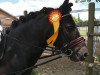 dressage horse Neu Lohoff Tchuck (Dartmoor Pony, 2011, from PTS Top Secret)