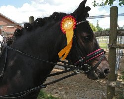 Dressurpferd Neu Lohoff Tchuck (Dartmoor-Pony, 2011, von PTS Top Secret)