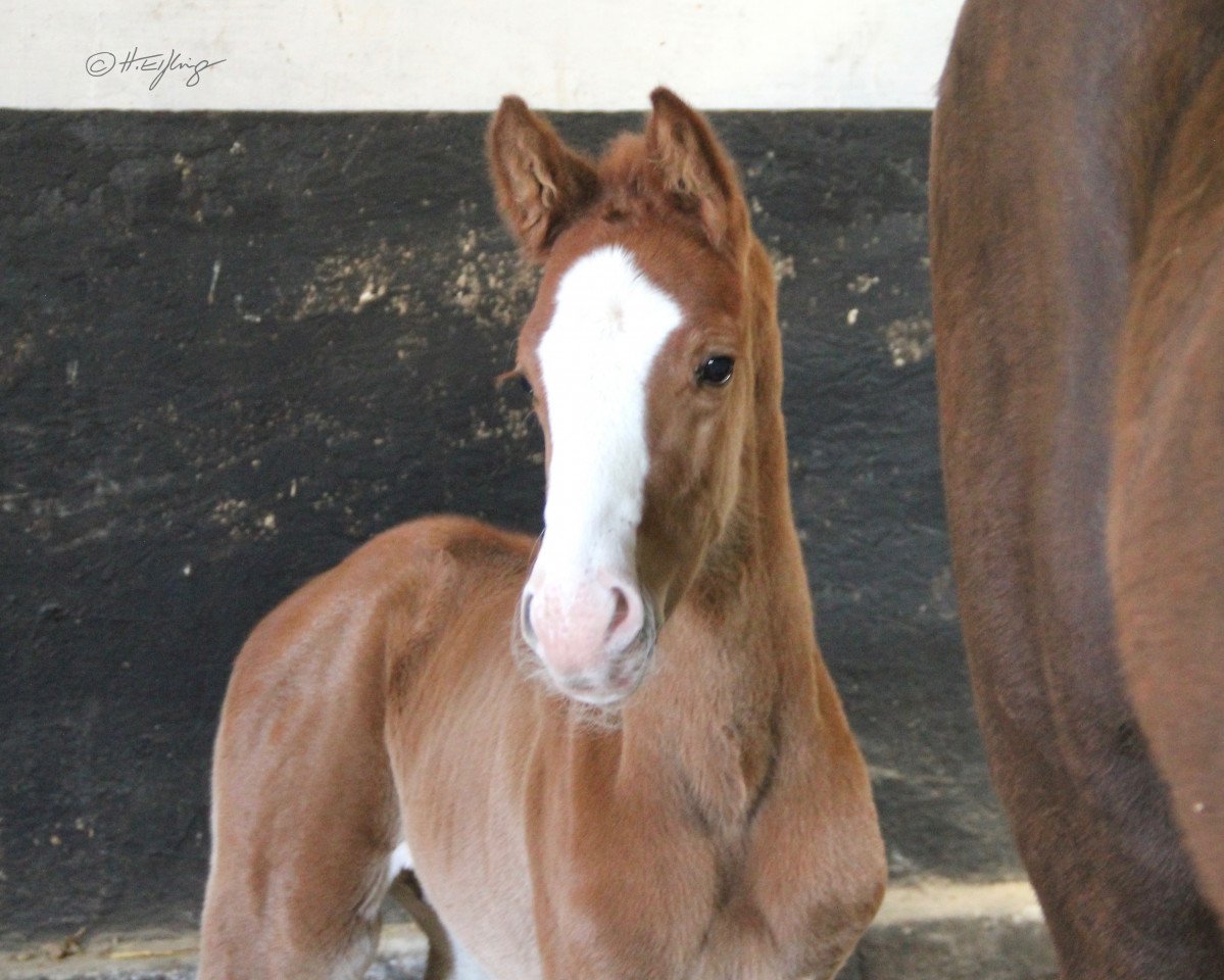 dressage horse Hengst von Zoom / Callaho´s Benicio (Westphalian, 2021, from Zoom 8)