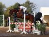 jumper Dumbledore 69 (German Sport Horse, 2006, from Don Marco 3)