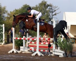 jumper Dumbledore 69 (German Sport Horse, 2006, from Don Marco 3)