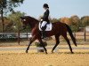 dressage horse Pokerface 50 (Hanoverian, 2009, from Plaisir d'Amour)