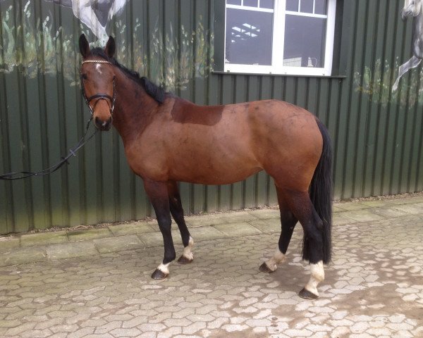 broodmare Gucciana (Hanoverian, 2011, from Graf Galen)