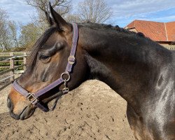 broodmare Nailanda (Oldenburg, 2012, from Licotus)