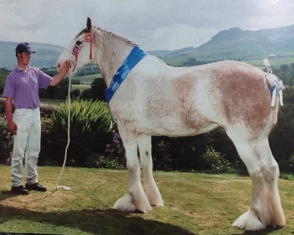 Zuchtstute Dalfoil Maggie May (Clydesdale,  , von Eskechraggan Perfection)