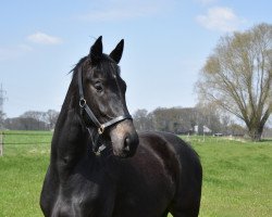 dressage horse Grey Fox (Westphalian, 2018, from Grey Flanell)