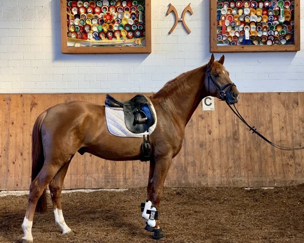 dressage horse Bailador M von Borsalino x Weltmeyer (Hanoverian, 2018, from Borsalino)