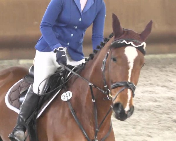Reitturnier Dettingen 2017