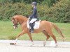 dressage horse Daidalos B (German Riding Pony, 2015, from Dornier B)