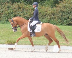 dressage horse Daidalos B (German Riding Pony, 2015, from Dornier B)