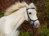 dressage horse Patsy X (Irish horse, 2007)