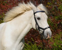 dressage horse Patsy X (Irish horse, 2007)