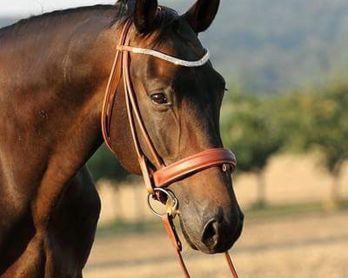 horse Jasper (German Sport Horse, 2008, from Shadow Jumper)